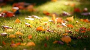 Fall Grass