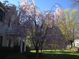 Weeping Cherry 3