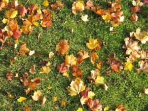 brown-autumn-leaves-on-green-grass-pv